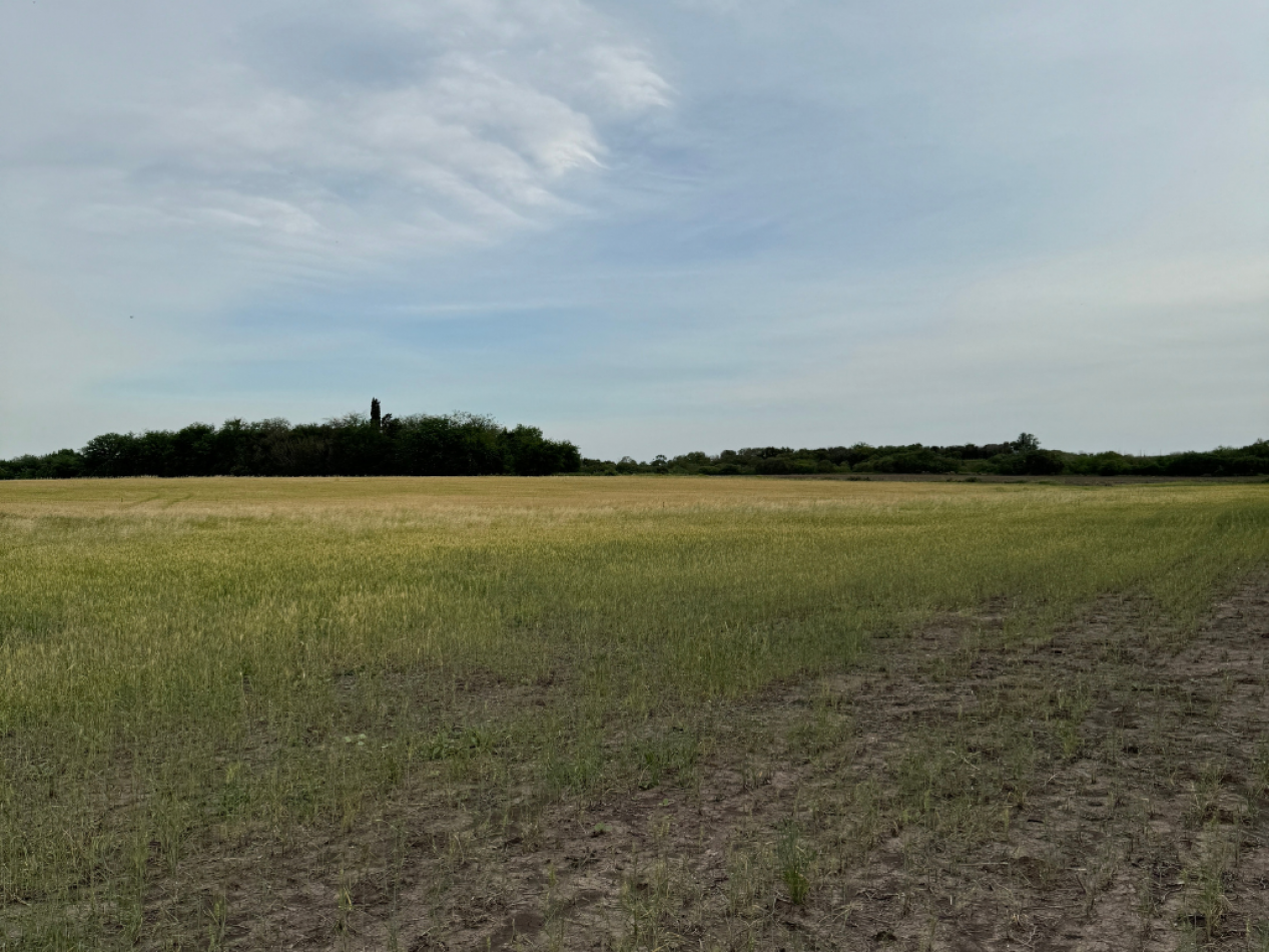 SE VENDE CAMPO PARANA/COLONIA AVELLANEDA