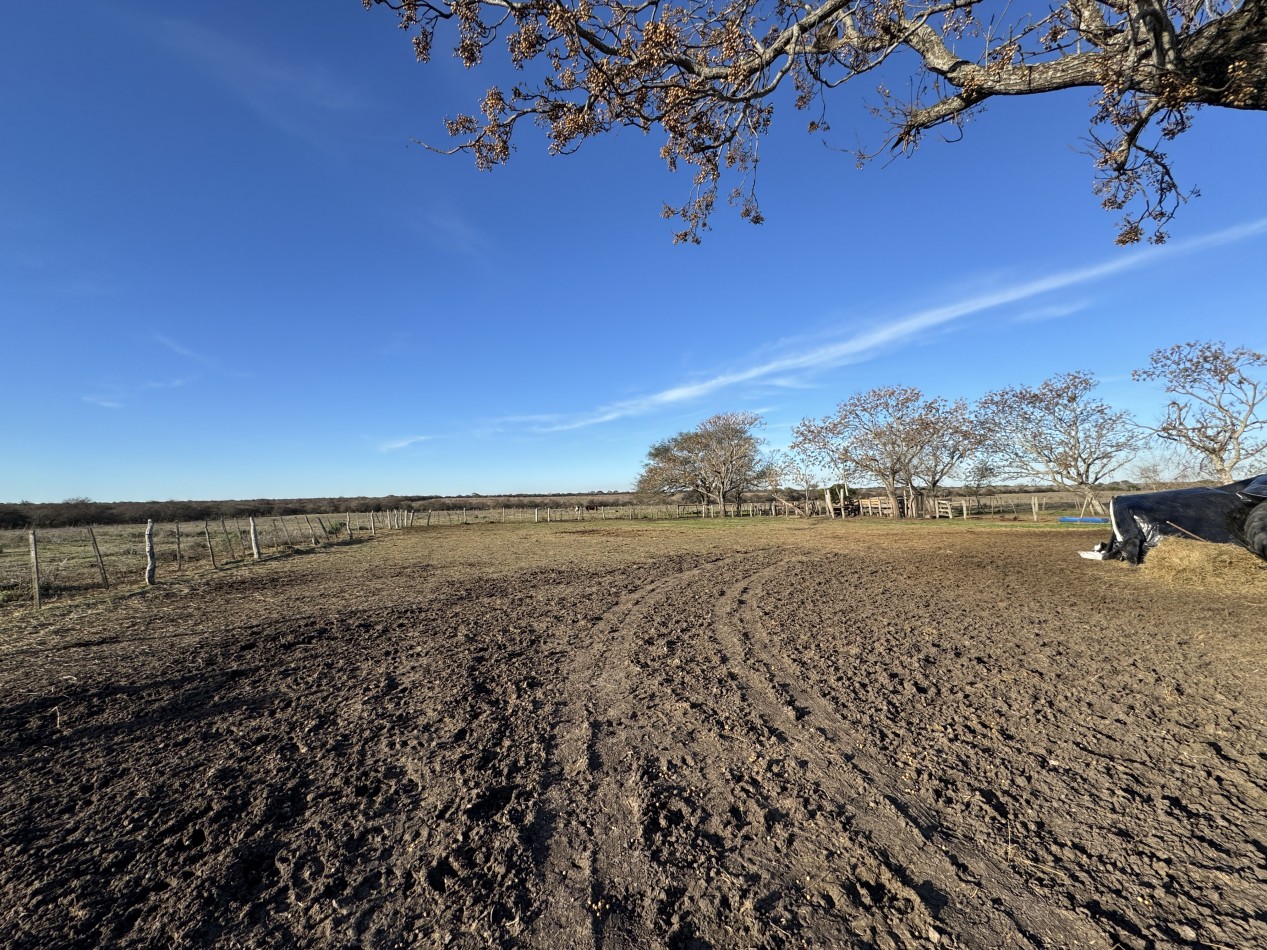 Campo agricola-ganadero de 76 hectareas con casa y mejoras en Mojones Norte