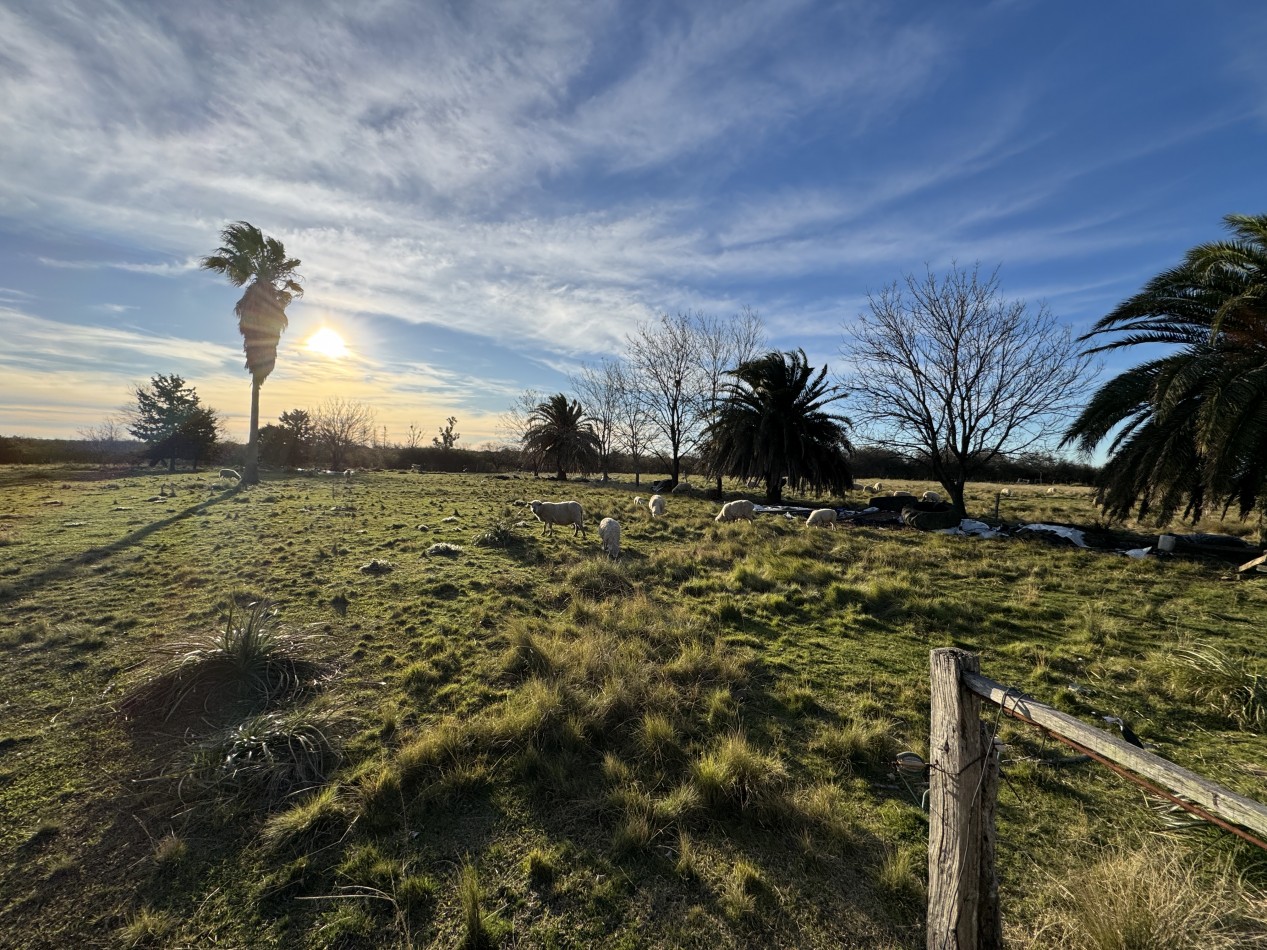 Campo agricola-ganadero de 76 hectareas con casa y mejoras en Mojones Norte