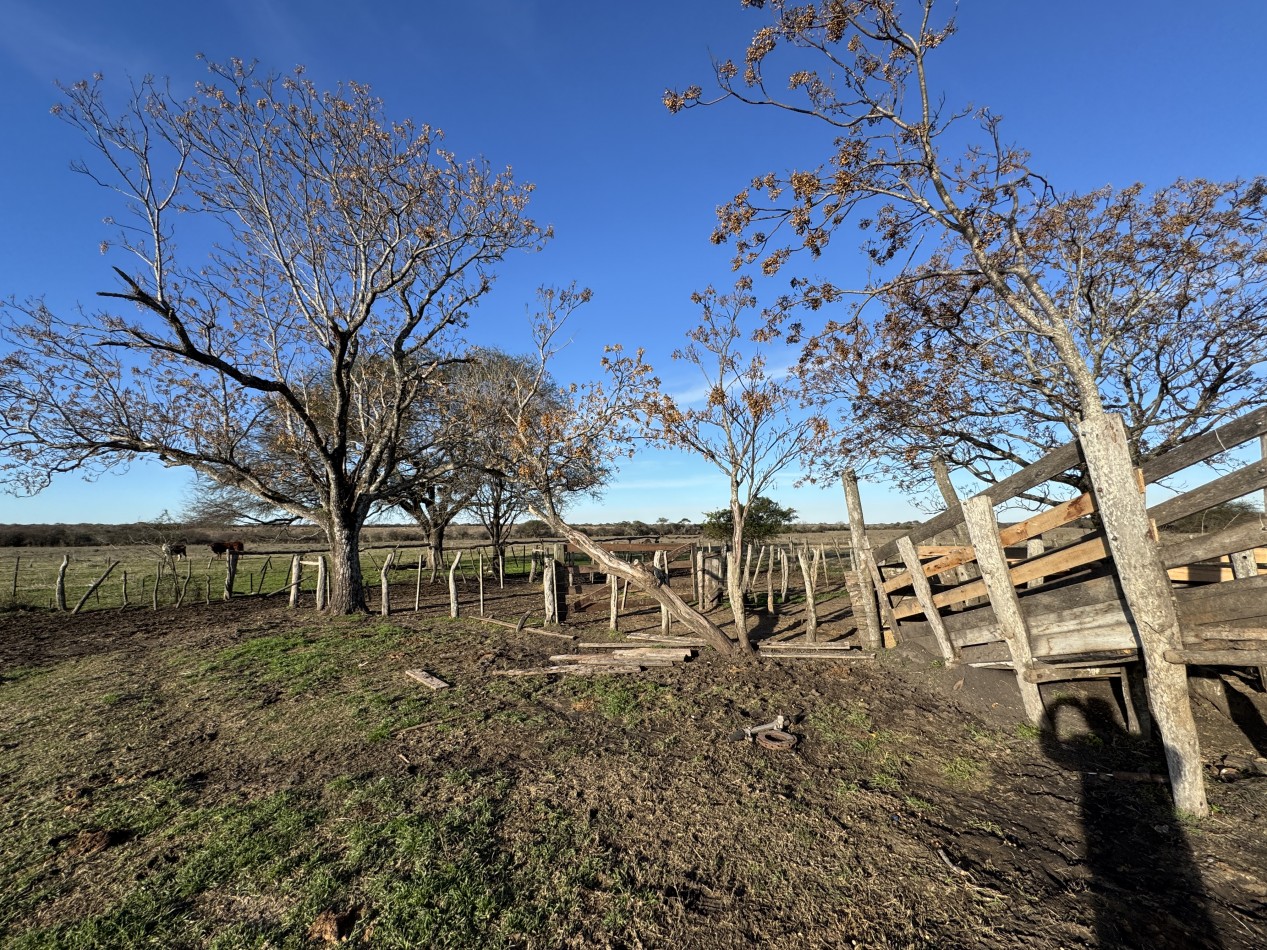 Campo agricola-ganadero de 76 hectareas con casa y mejoras en Mojones Norte