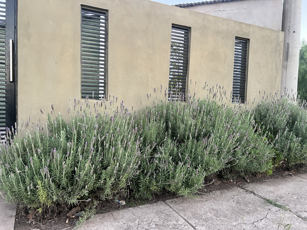 Casa de 3 dormitorios apta credito con quincho - en Colonia Avellaneda