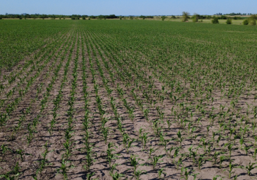 VENTA - CAMPO SOBRE RUTA EN SEGUI 